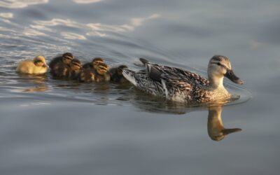 Lithium slikken door verkeerde diagnose